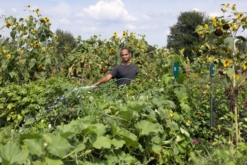 A man watering a community garden in Columbus, Indiana.